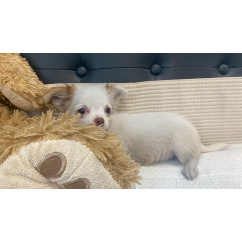 販売中の兵庫県のチワマル:チワワ×マルチーズ-405811の6枚目